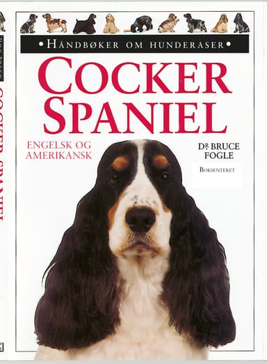 Cocker spaniel