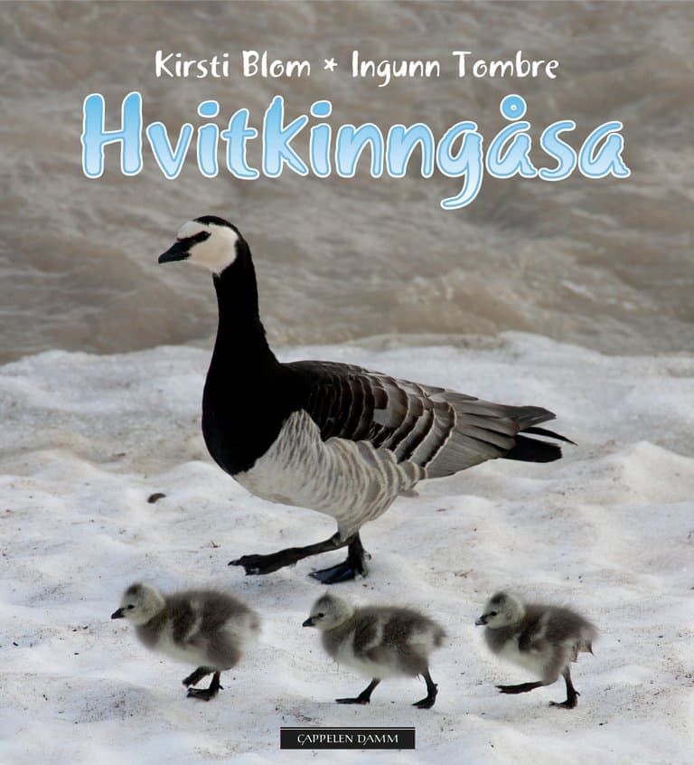 Omslag Hvitkinngåsa av Kirsti Blom og Ingunn Tombre (Innbundet)